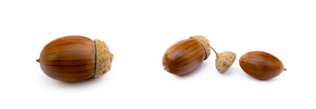 Ripe acorns isolated on a white backgroundの写真素材