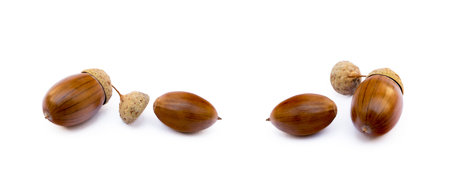Ripe acorns isolated on a white background