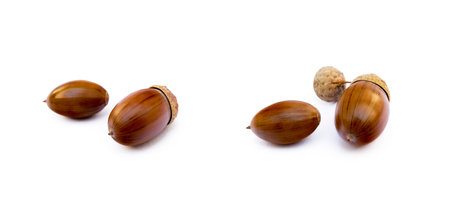 Ripe acorns isolated on a white backgroundの写真素材