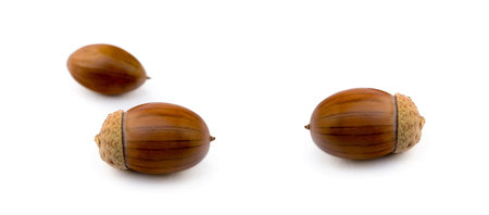Ripe acorns isolated on a white backgroundの写真素材