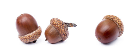 Ripe acorns isolated on a white backgroundの写真素材