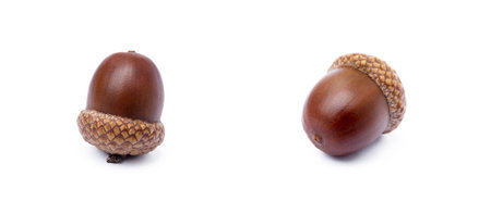 Ripe acorns isolated on a white backgroundの写真素材