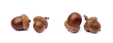 Ripe acorns isolated on a white backgroundの写真素材