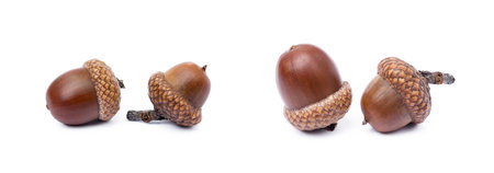 Ripe acorns isolated on a white backgroundの写真素材
