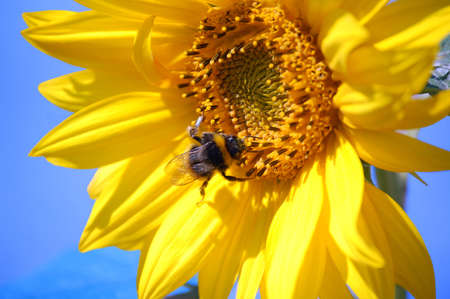 bumblebee collecting pollen and nectar on a sunflower high up in the skyの写真素材