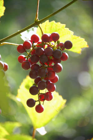 a bunch of ripe, juicy grapesの写真素材
