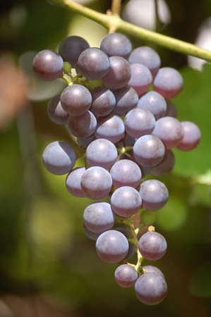 a bunch of ripe, juicy grapesの写真素材