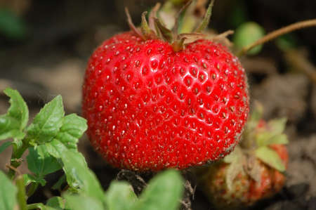 fresh strawberry warm from the sun waiting to be harvestedの写真素材