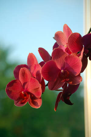 Close-up photo of pink orchid flowersの写真素材