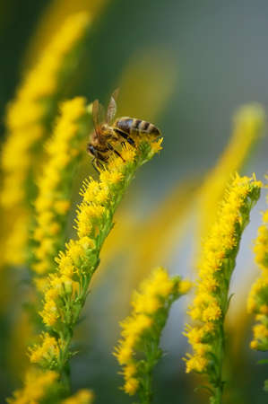 Close-up photo Insect bee on Yellow Flowers