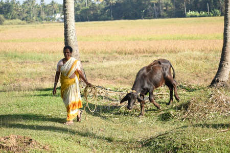 Woman with their farm animal at village in Kerala.のeditorial素材