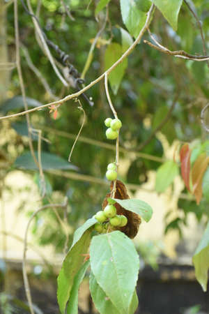 It is known as scram berry. this fruit is commonly known as lovi-lovi or batoko plumのeditorial素材