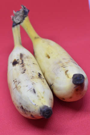 Cheru pazham.Njalipoovan (a variety of small banana fruit) against a red background.の写真素材