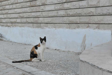 Funny striped kitten looking scary.の写真素材