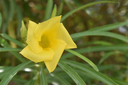 Cascabela thevetia is a poisonous plant native throughout Mexico and in Central America, and...