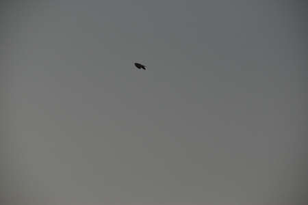 Flying bird sparrow isolated on blue sky background.