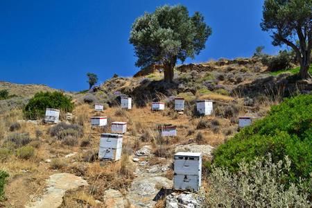 Beehives in the Greek countryside の写真素材