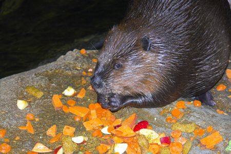 Beaver eatingの写真素材