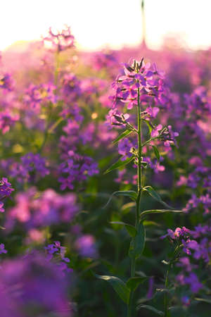 Macro with pink spring wild flowers in the forest understory