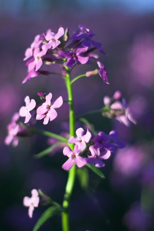 Macro with pink spring wild flowers in the forest understory