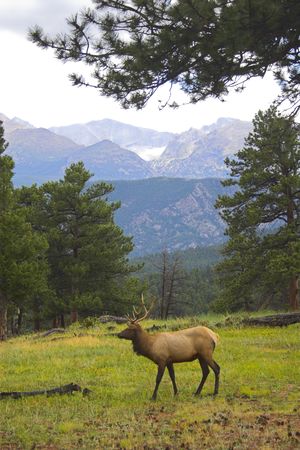 Elk in the Cordeliers mountains prairies tundra forests during late summer early fallの写真素材