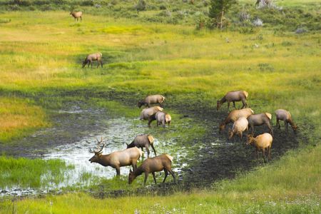 Elk in the Cordeliers mountains prairies tundra forests during late summer early fallの写真素材