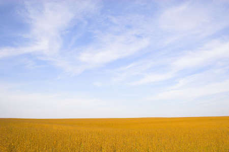 Farm landscapes with sunny maize soy and wheat fieldsの写真素材