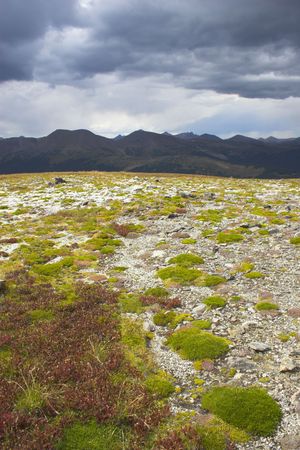 Yellow and sunny green colors of the mountains prairies forests in Cordeliers during late summer early fallの写真素材