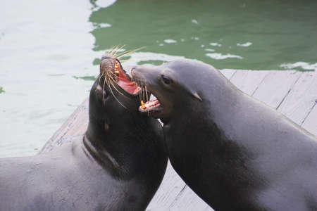 Sea lions at Fisherman Wharf, San Francisco, Californiaの写真素材