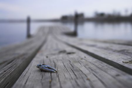 Crab claw on wooden dock with lake and trees on the background