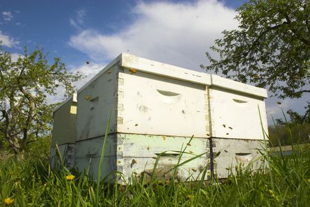 Old beehive with bees flying around it