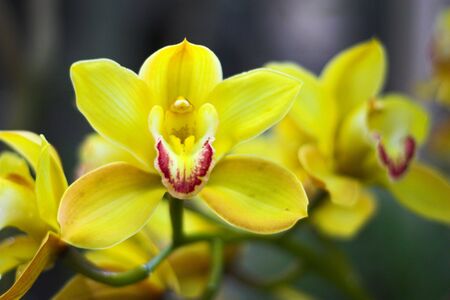 Various orchids and other flowers in botanical gardens of Nebraska and Californiaの写真素材