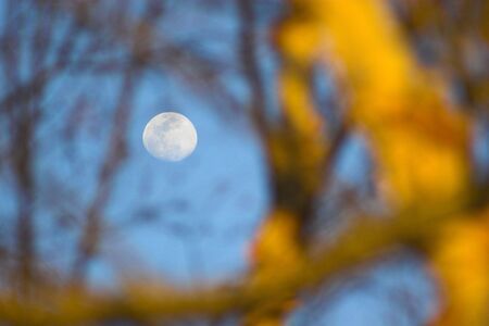 Moon seen through the brunches of the tree sunlit during sunsetの写真素材