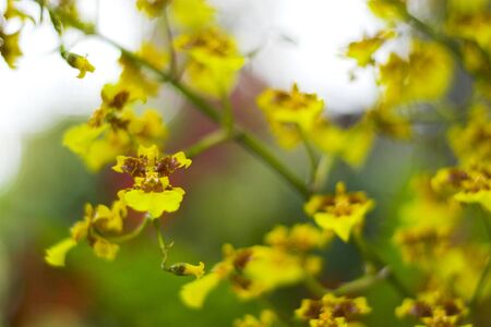 Various orchids and other flowers in botanical gardens of Nebraska and Californiaの写真素材