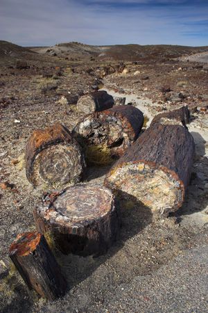 Unique geologic formation with logs petrification during prehistoric mineralization, Petrified Forest and Painted Desert National Park の写真素材