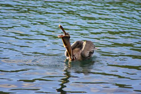 Wild brown pelican fishing near the shore of a tropical islandの写真素材