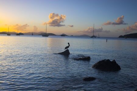 Wild brown pelican fishing at sunset near the shore of a tropical islandの写真素材