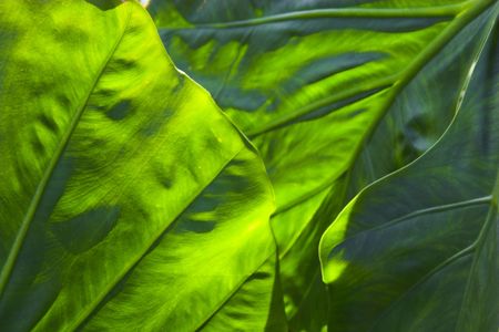 Large tropical leaf background sunlit from behind