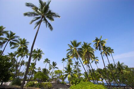 Grove of palm trees with blue sky background in Hawaiiの写真素材