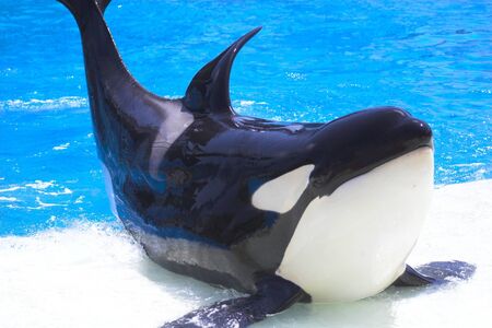 Trained orca, killer whale