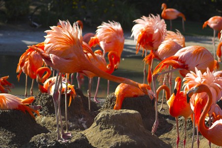 Flamingos sitting on nests attending the eggsの写真素材