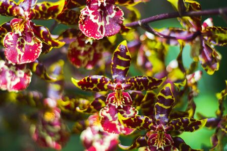 Various orchids and other flowers in botanical gardens of Nebraska and Californiaの写真素材