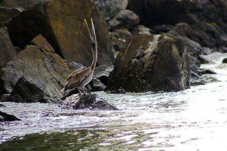 Wild brown pelican fishing near the shore of a tropical islandの写真素材
