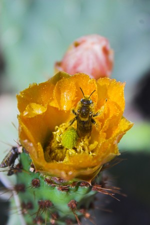 Cactus plant with flower and bee collecting nectarの写真素材