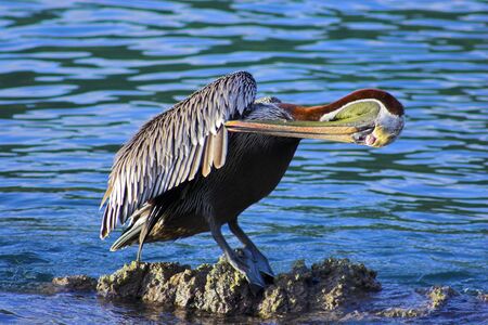 Wild brown pelican fishing near the shore of a tropical islandの写真素材