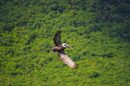 Wild brown pelican flying near the shore of a tropical islandの写真素材