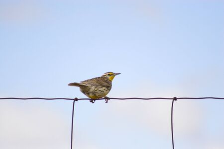 Bird sitting on a fenced farm wireの写真素材