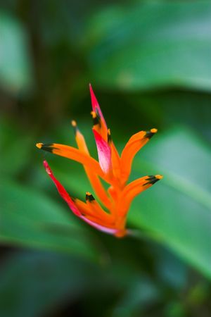 Blooming tropical exotic flower in Hawaii botanical garden