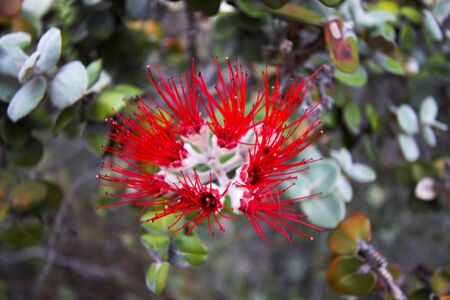 Red flower blooming in Hawaii Volcanoes National Parkの写真素材