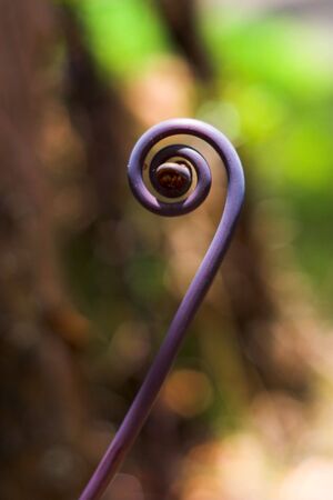 Young purple shoot of fern close upの写真素材